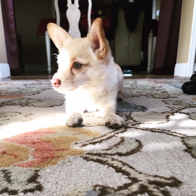 Carpet Cleaning - Dog Pet Friendly - Orlando