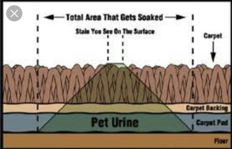 Pet odor urine stain removal process service Orlando